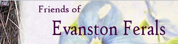 Home of Evanston Ferals Banner